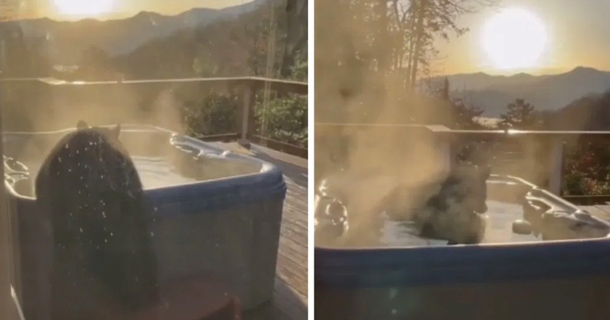 Captan a oso tomando un baño caliente en un jacuzzi