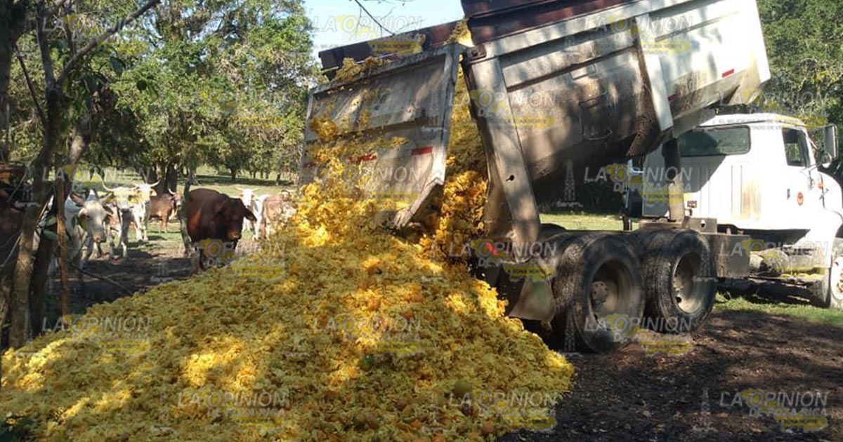 Prohíben tirar cáscara de naranja en terrenos cercanos a la ciudad
