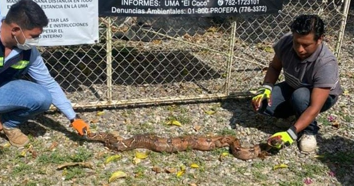 Boa Imperator causa temor entre los vecinos de Casas Geo, Coatzintla