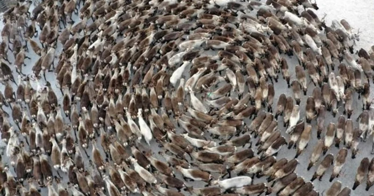 Graban a cientos de renos girando en círculos sin detenerse; expertos explican por qué