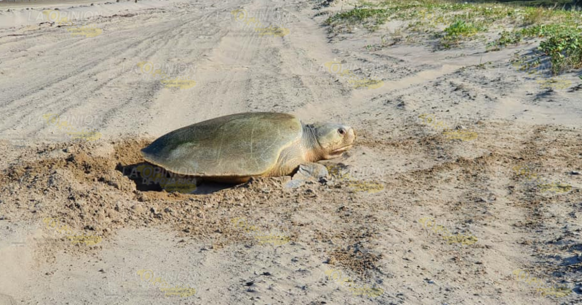 Mascotas y cafres, un riesgo para tortugas