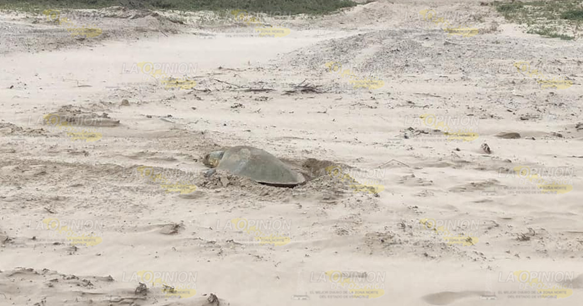 Mascotas y cafres, un riesgo para tortugas