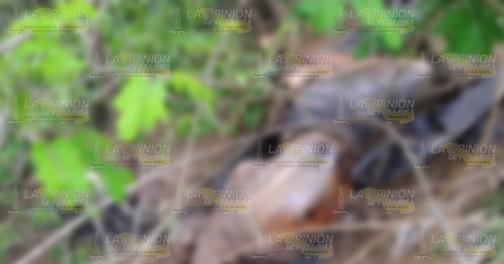(+ Video) Localizan cuerpo putrefacto
