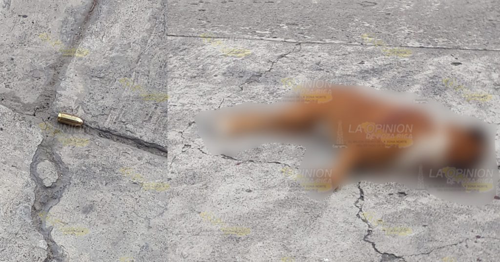 Asesinan perro a balazos en la colonia Santa Elena