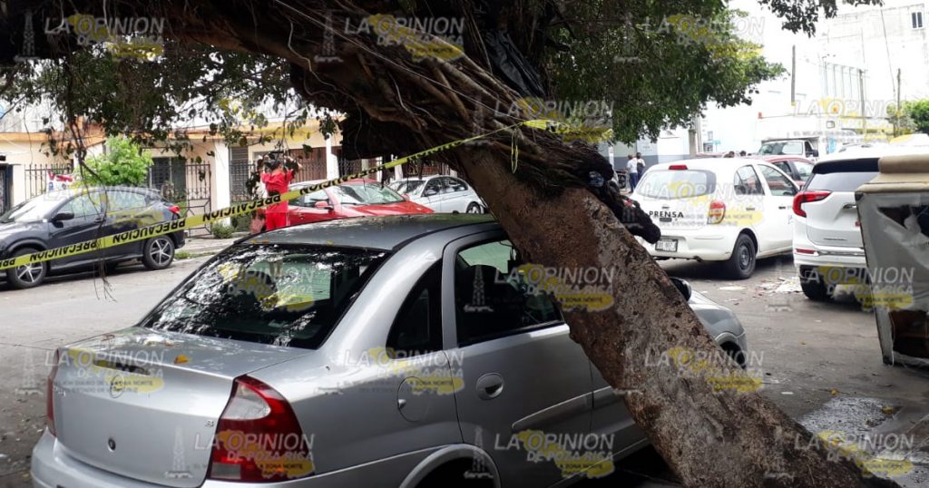 Cae árbol sobre auto