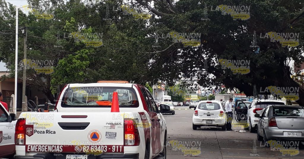 Cae árbol sobre auto