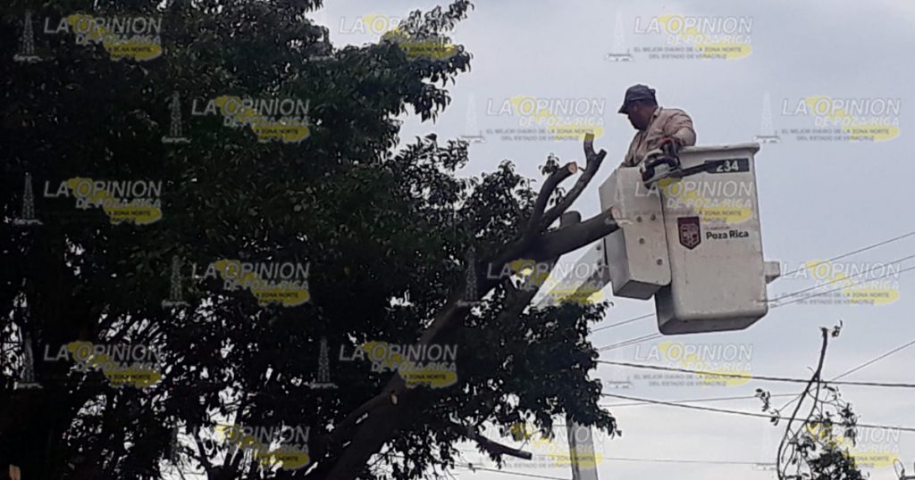 Cae árbol sobre auto