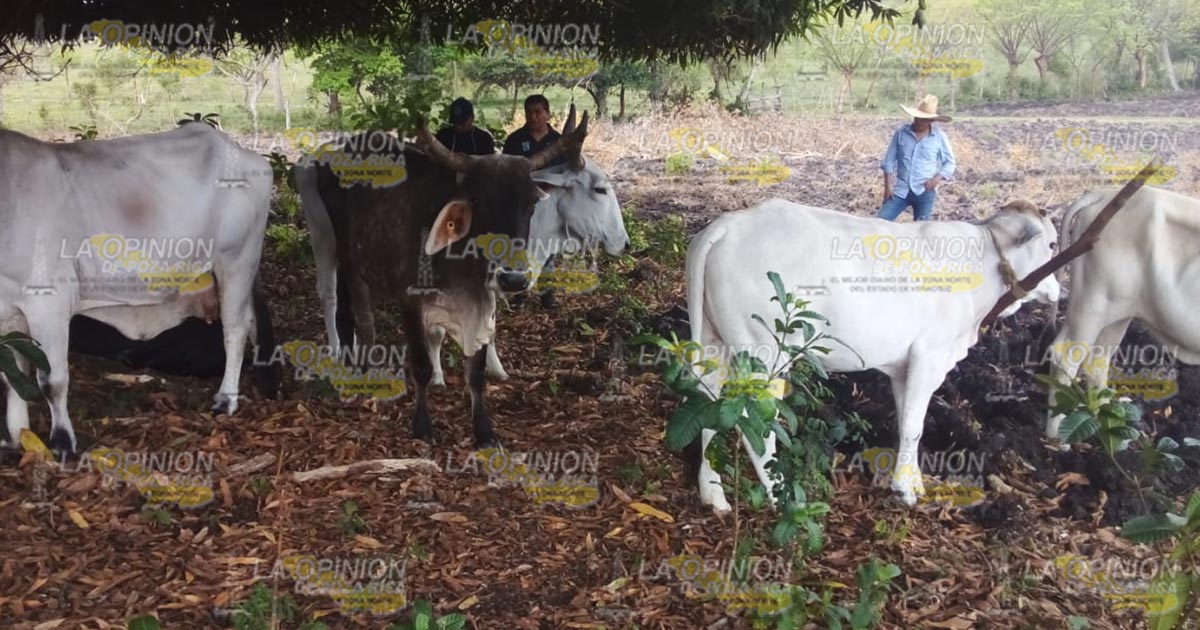 Presuntos roba vacas reaparecen en ranchos del municipio de Cazones