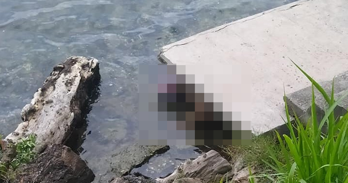 Contaminan el río con perros muertos