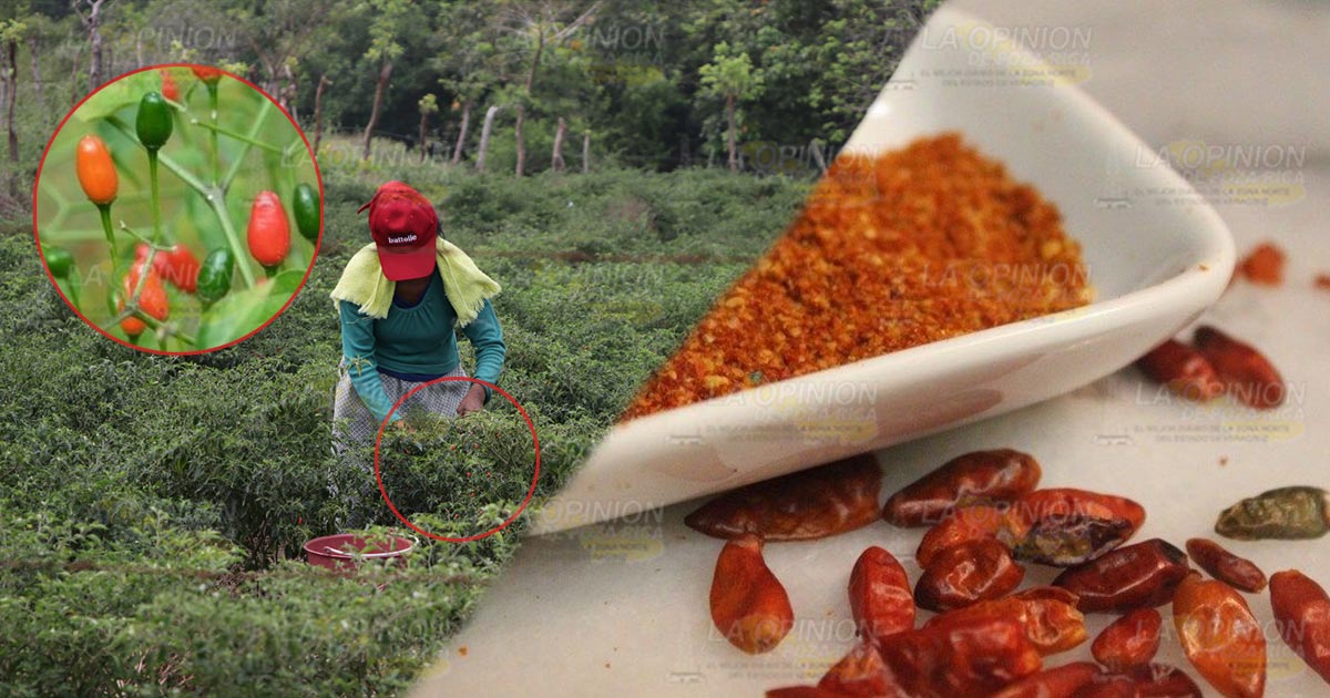 Afectados productores de chile piquín por baja cosecha ante la falta de lluvias