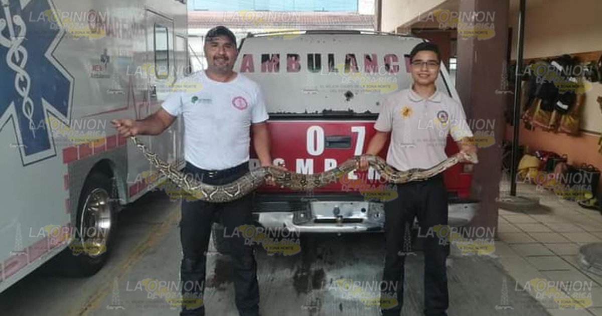 Bomberos captura una boa de más de 2 metros de largo