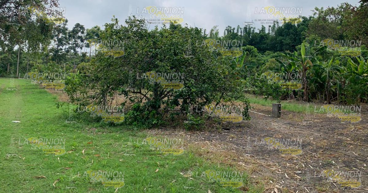 Promueve Junta Local de Sanidad Vegetal la siembra de policultivos