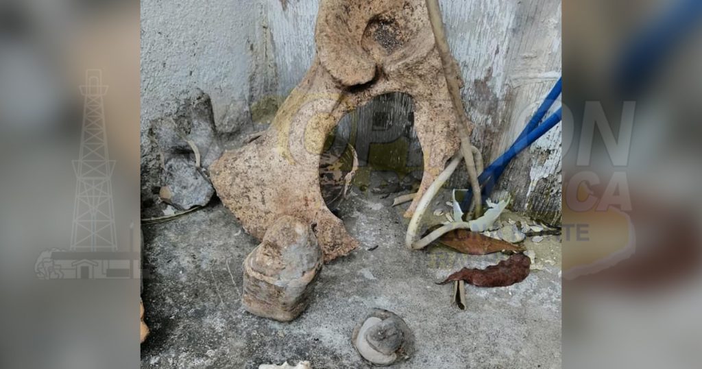 Localizan un fósil y restos prehispánicos