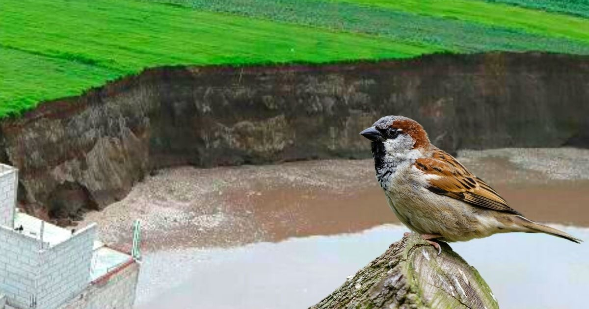 Socavón de Puebla tiene nuevos inquilinos; gorriones se mudan a los agujeros de las paredes (VIDEO)