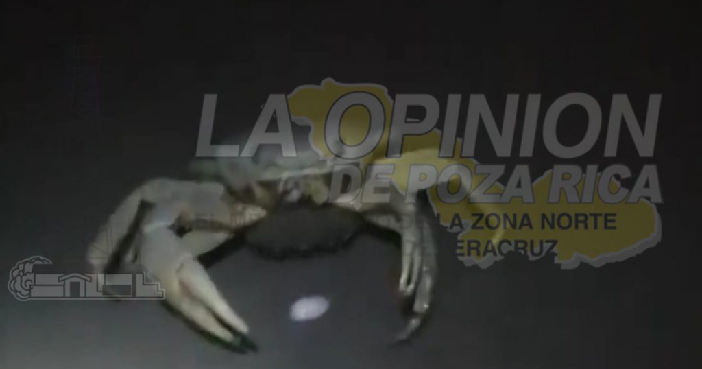 No están respetando la veda del cangrejo azul en Cazones