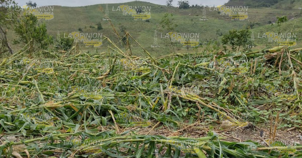 Escolín de Olarte, Coatzintla, espera apoyos alimentarios y agua