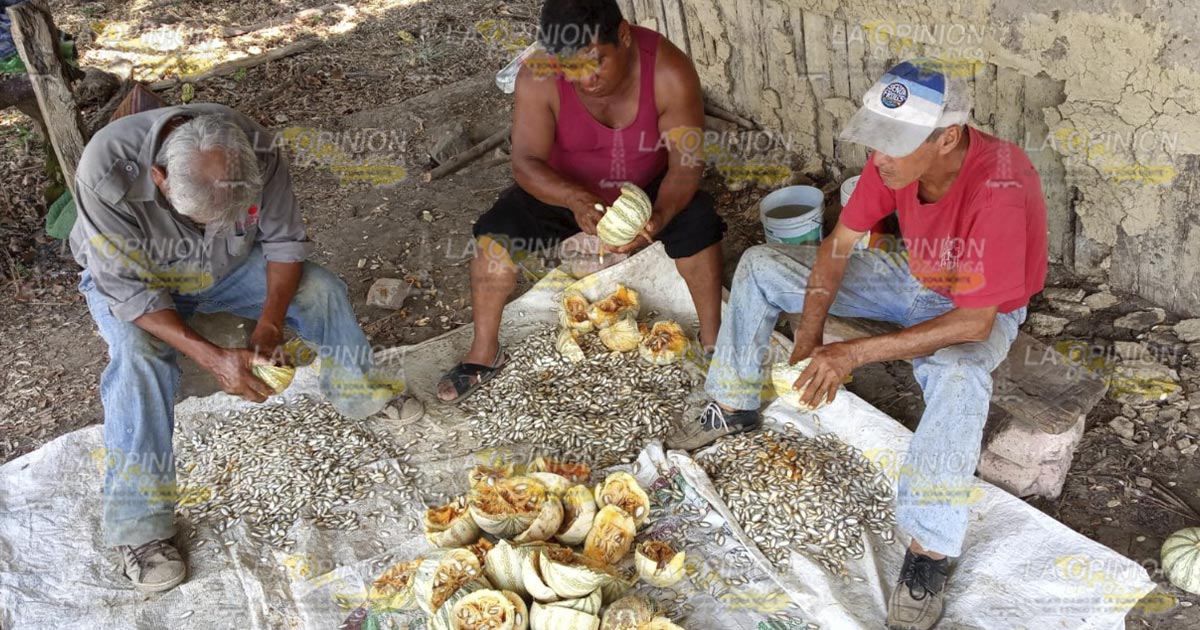 Impulsan microempresas con siembra de pipián