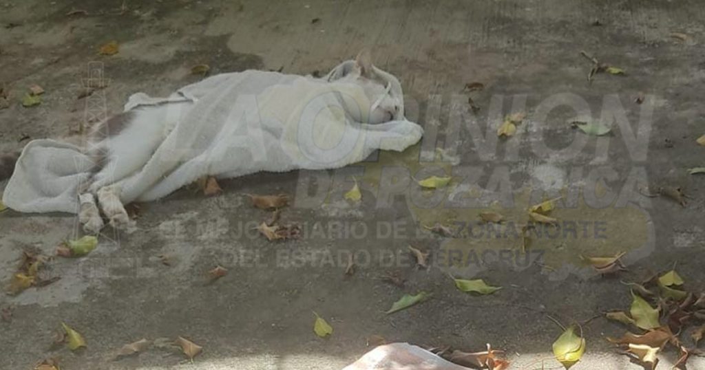 Cada vez más personas responden a la esterilización