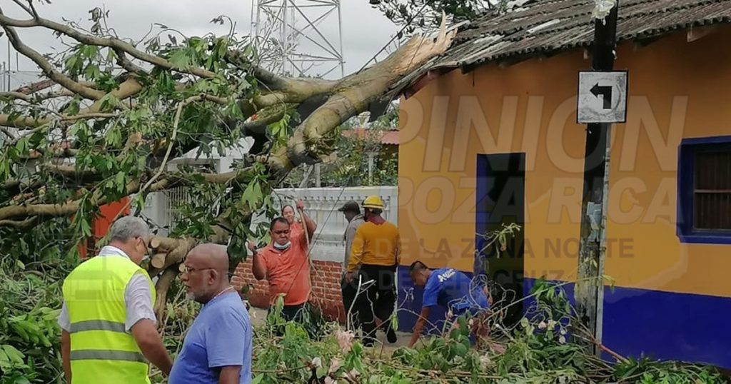 Más de 200 árboles se han retirado PC Cazones tras el paso de Grace