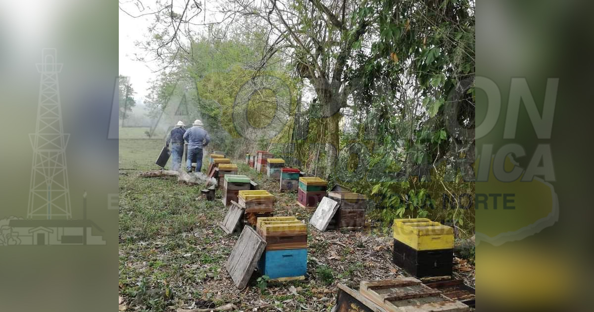 Necesario regular los apiarios para evitar la invasión de rutas