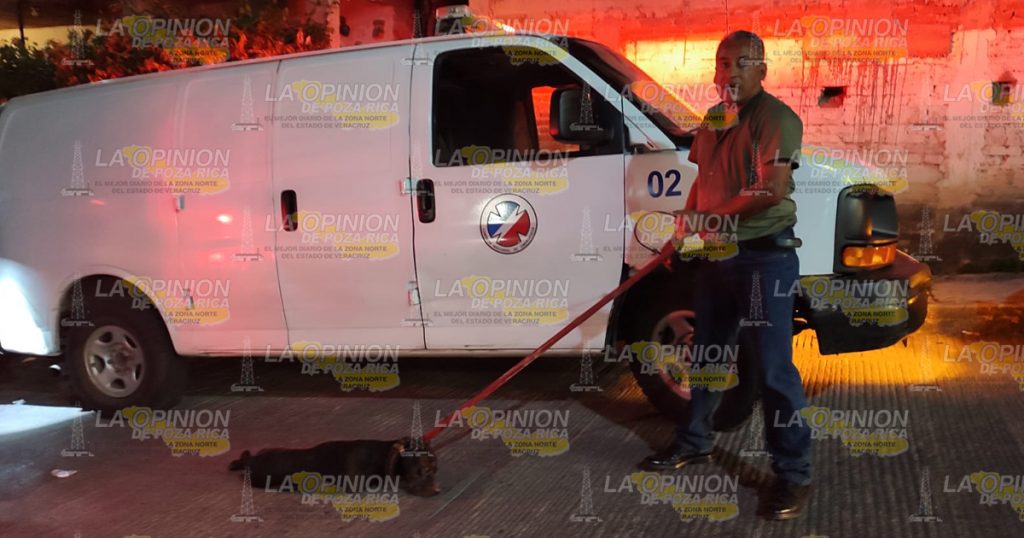Tres mujeres atacadas por un pitbull