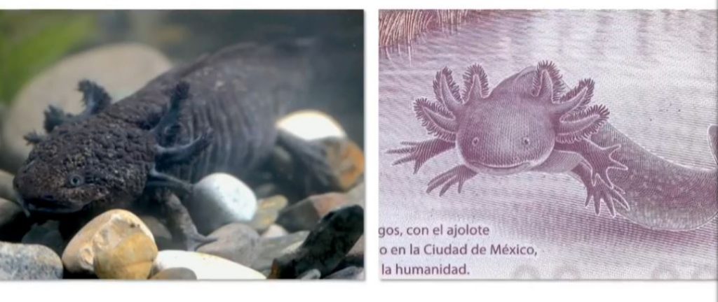 Así es el nuevo billete de $50