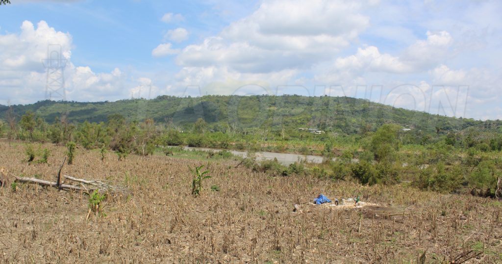 Arranca acopio de maíz con pocas expectativas, en Coatzintla