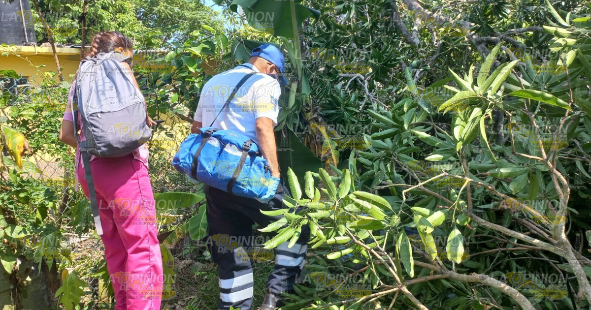 Muere al caer de un árbol