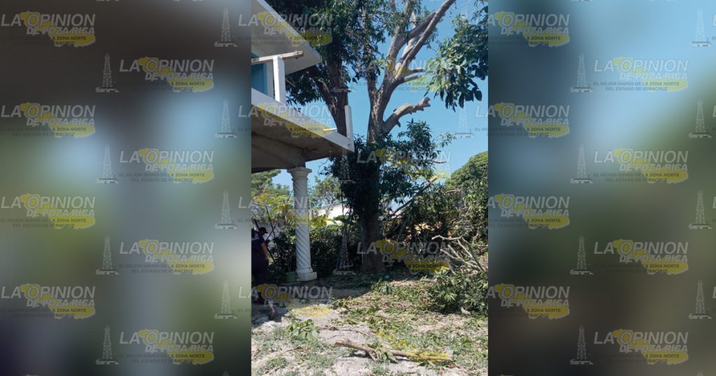 Muere al caer de un árbol