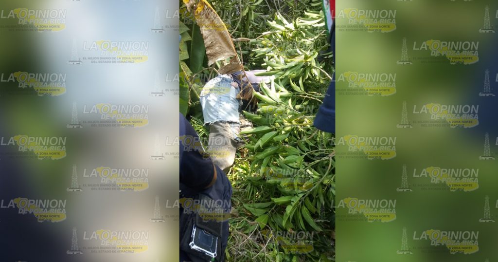 Muere al caer de un árbol