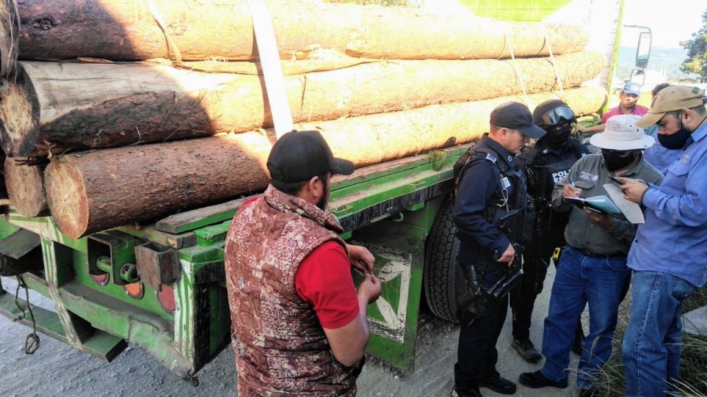 Implementa SSP operativos para inhibir tala clandestina en el Cofre de Perote