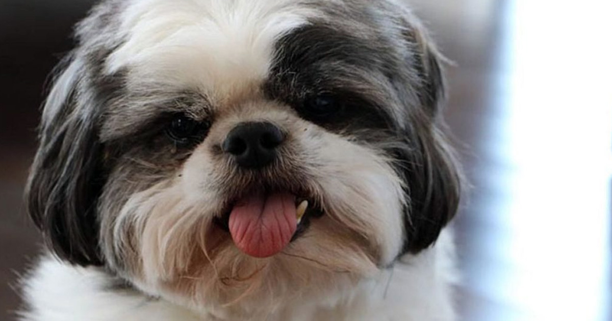 Las 10 razas de perros más desobedientes