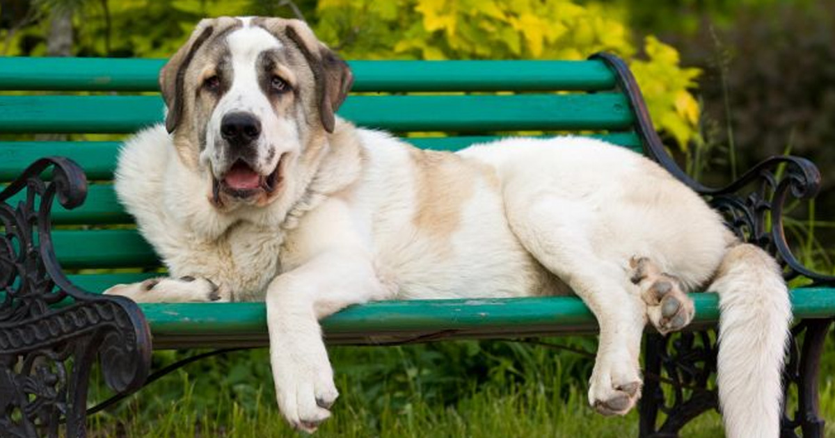Las 10 razas de perros más desobedientes