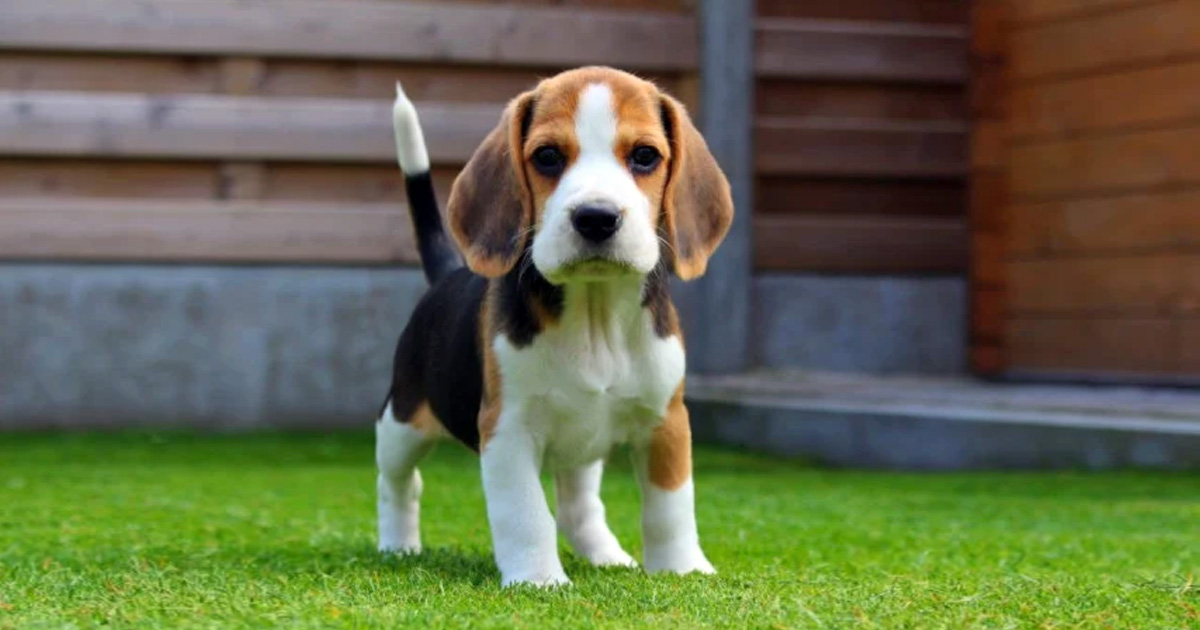 Las 10 razas de perros más desobedientes