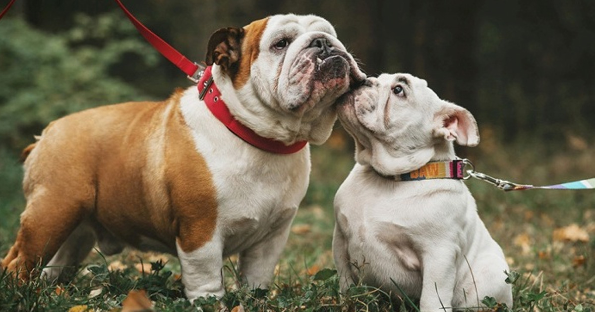 Las 10 razas de perros más desobedientes