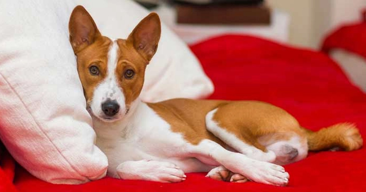 Las 10 razas de perros más desobedientes