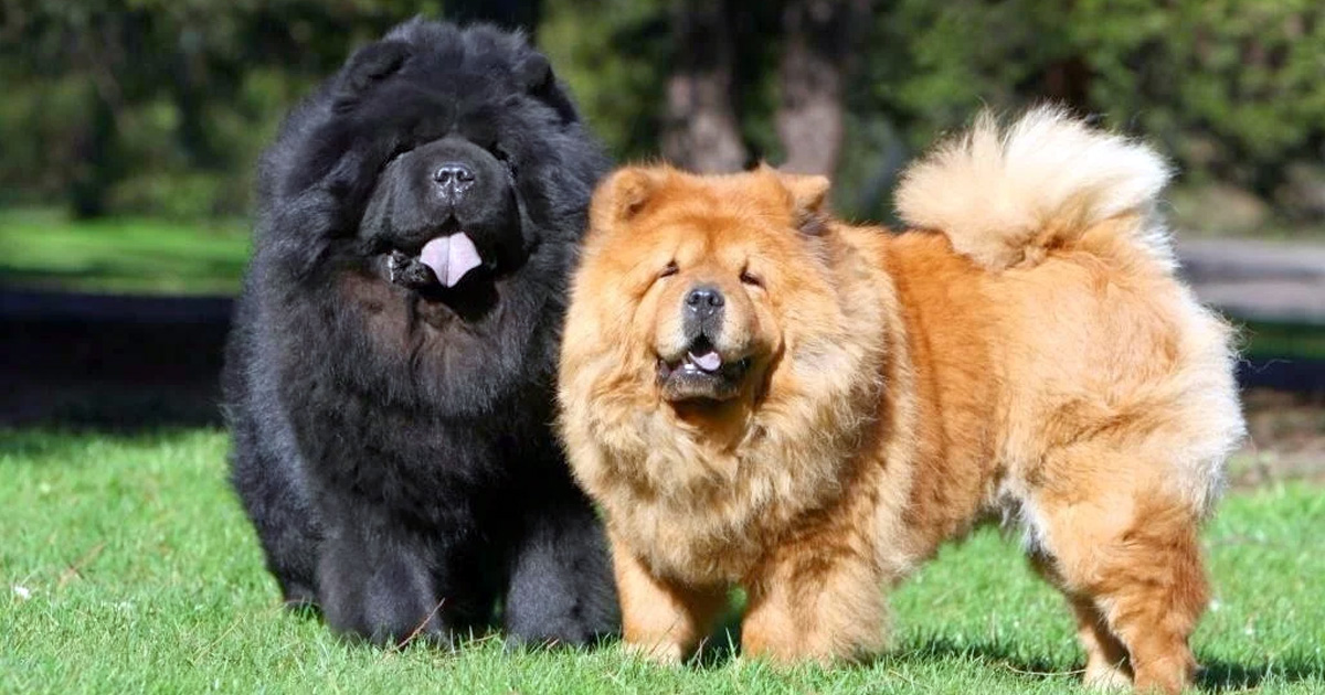 Las 10 razas de perros más desobedientes