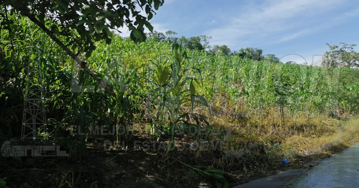 Esperan baja producción de maíz, campesinos de Coatzintla