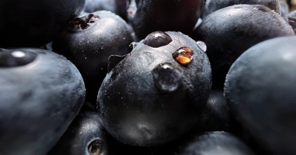 iPhone 12 Pro Max vs iPhone 13 Pro Max: ¿por qué actualizar el equipo de Apple?