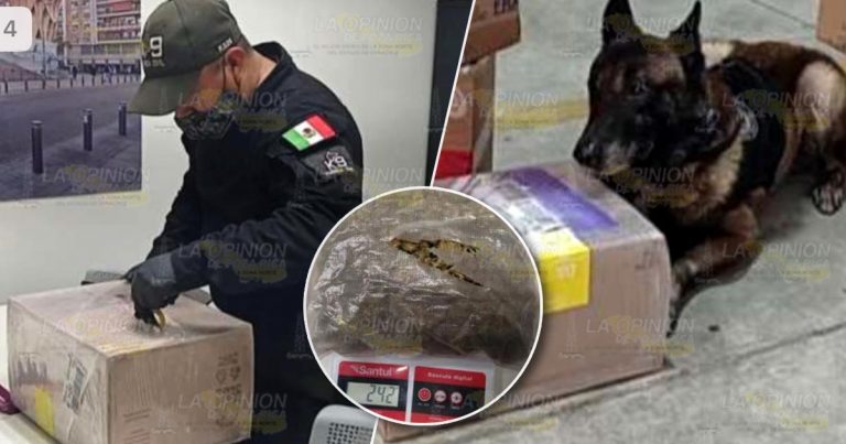 Asegura SSP cargamento de droga en Poza Rica