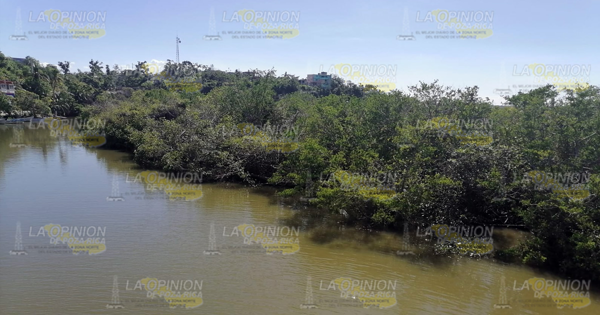 Buscan proteger zonas de manglar en Cazones