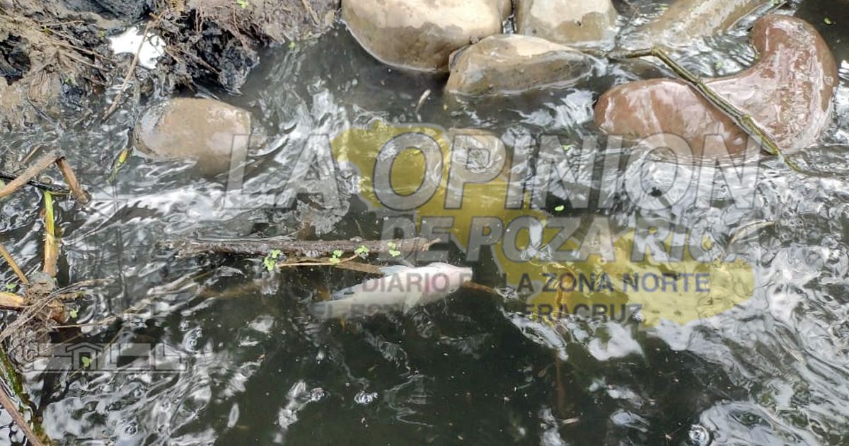 IQC, bajo sospecha permanente