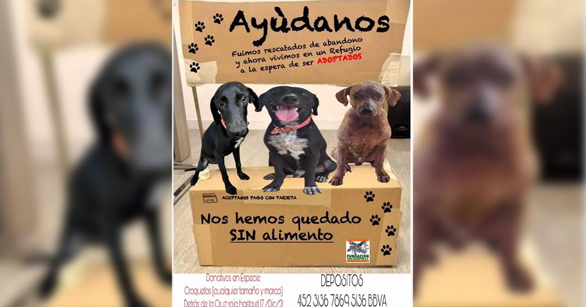 Piden apoyo para perritos rescatados