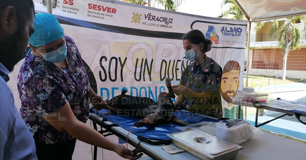 Previenen sobre población de mascotas