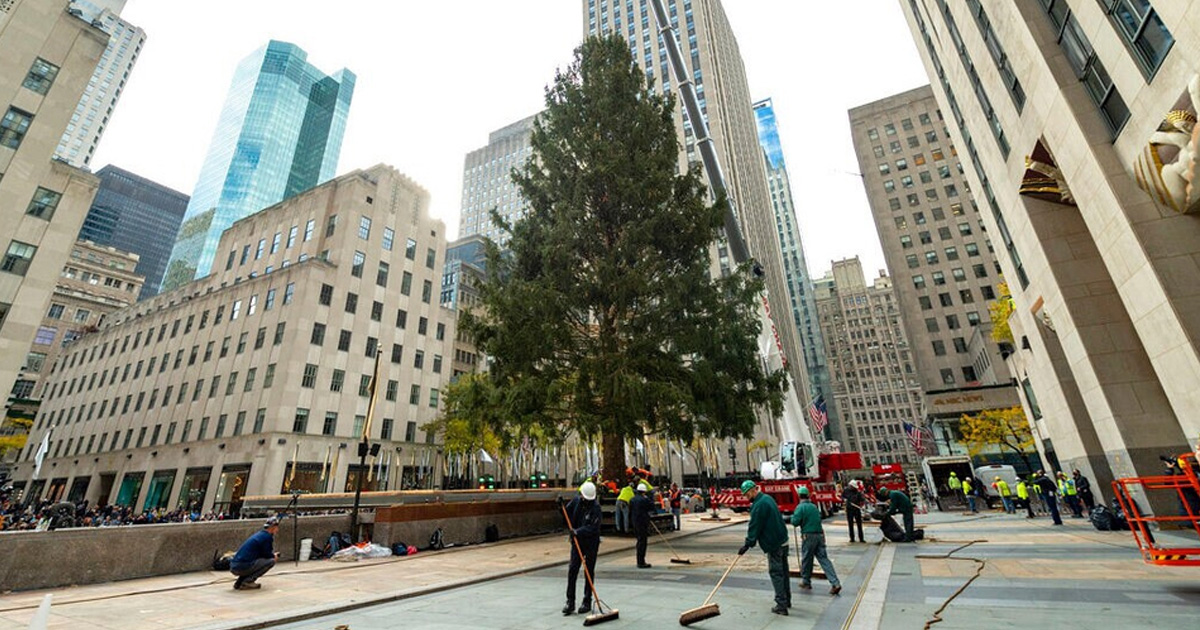 ¡Empieza la Navidad! Llega a NY el tradicional árbol del Rockefeller Center para adornarse