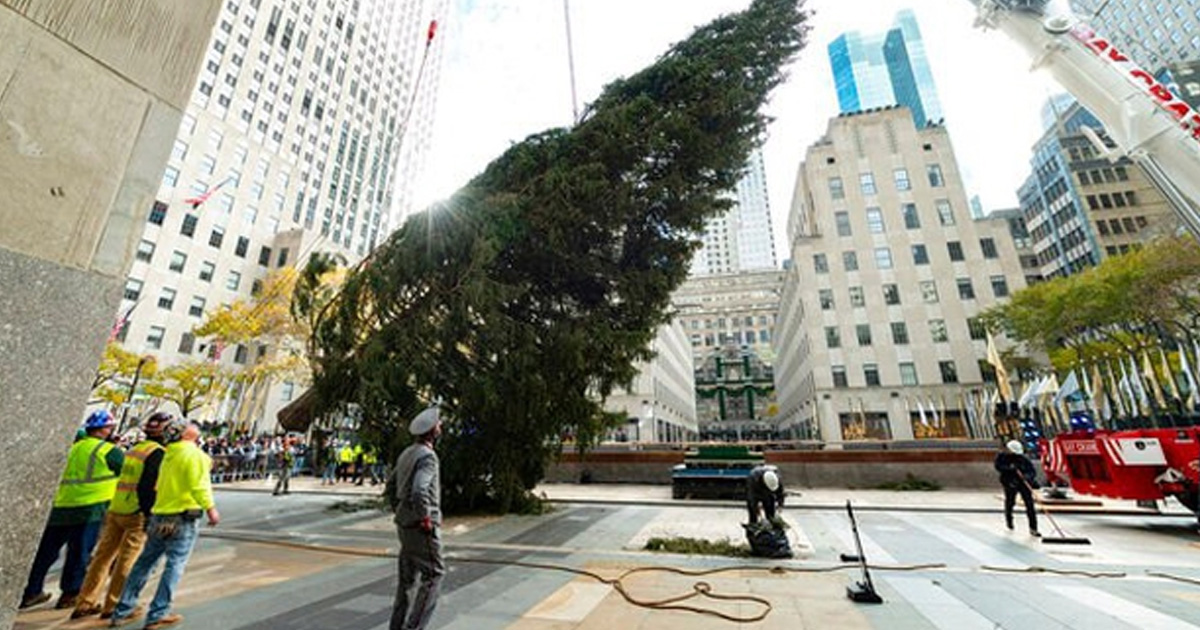 ¡Empieza la Navidad! Llega a NY el tradicional árbol del Rockefeller Center para adornarse