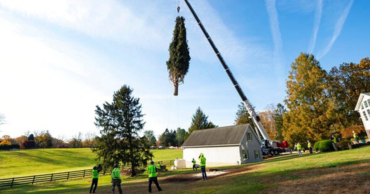 ¡Empieza la Navidad! Llega a NY el tradicional árbol del Rockefeller Center para adornarse