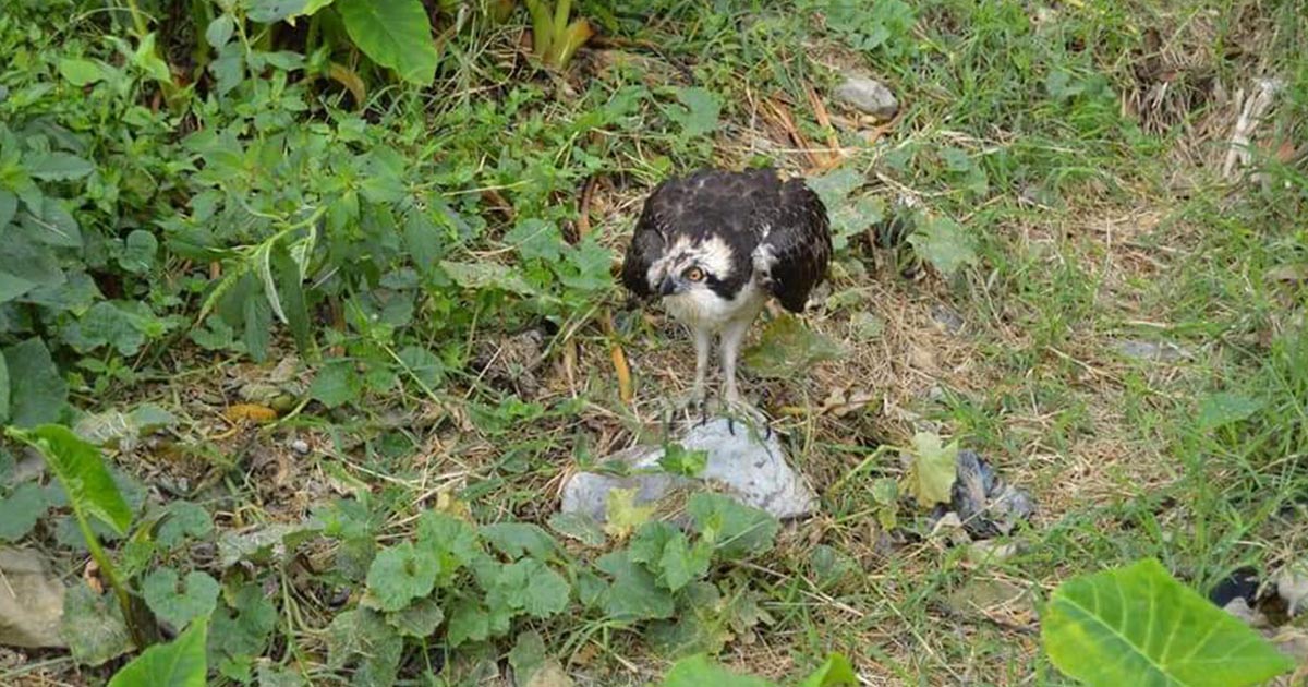 Al alza maltrato animal silvestre