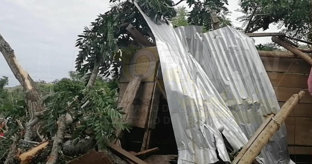 Se desgaja rama de emblemático árbol en La Ceiba