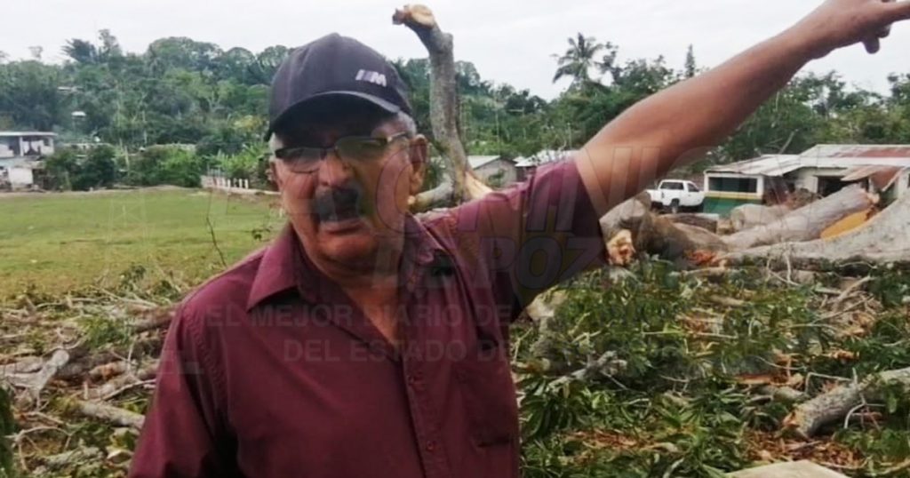 Se desgaja rama de emblemático árbol en La Ceiba